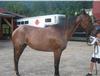 MOUNTAIN MUSIC - Strawberry Roan BroodMare - 3.5 years old
