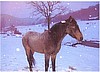 HIGHLAND'S POUDRE BELLE - Mare - 3.5 years old