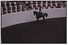 Kentucky Horse Show